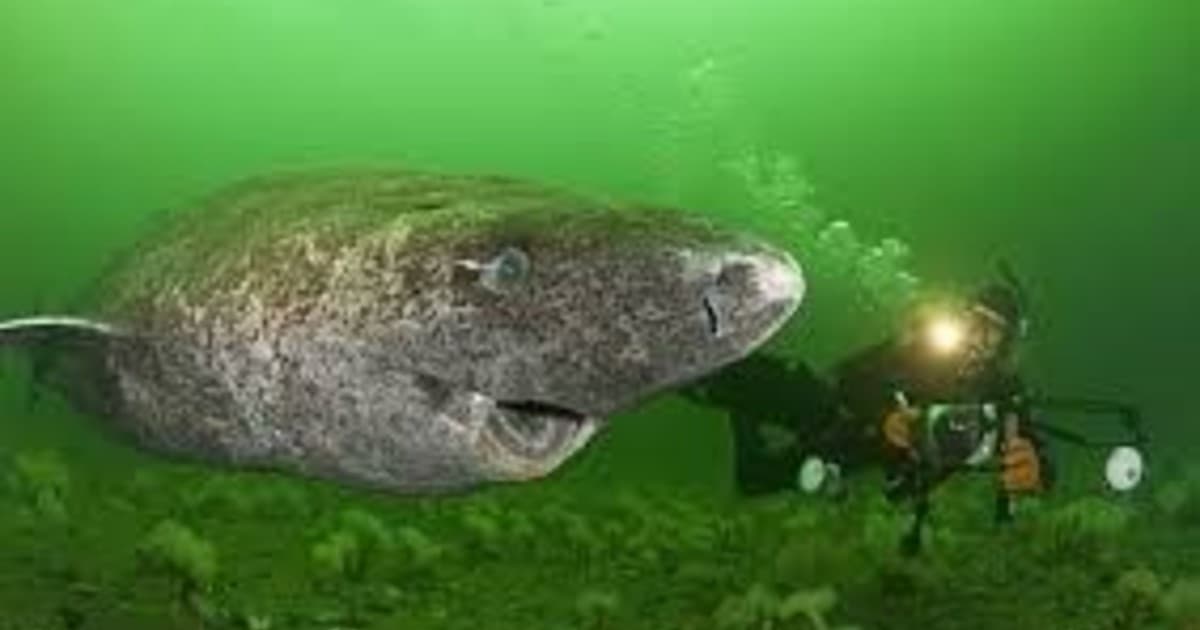 El Enigma Vivo: Cómo el Tiburón de Groenlandia Desafía a la Ciencia con un Corazón Enfermo y Siglos de Existencia