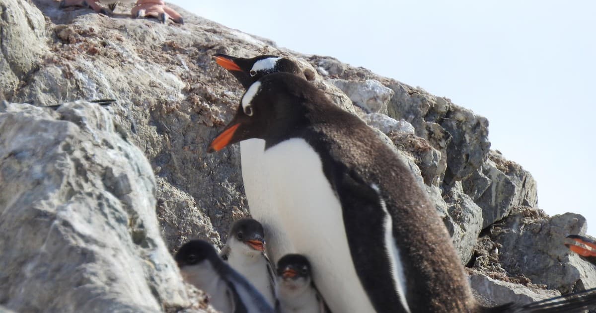 Un Hito Centenario: Descubren en la Antártida una Nueva Especie de Pingüino Tras Cien Años de Espera